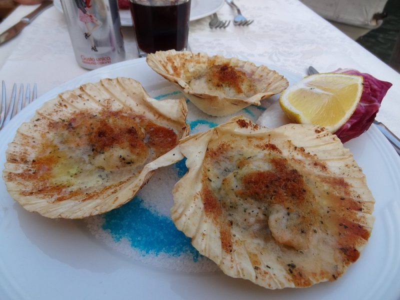 scallop-starter